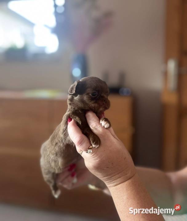 Chihuahua ZKwP FCI zachodniopomorskie