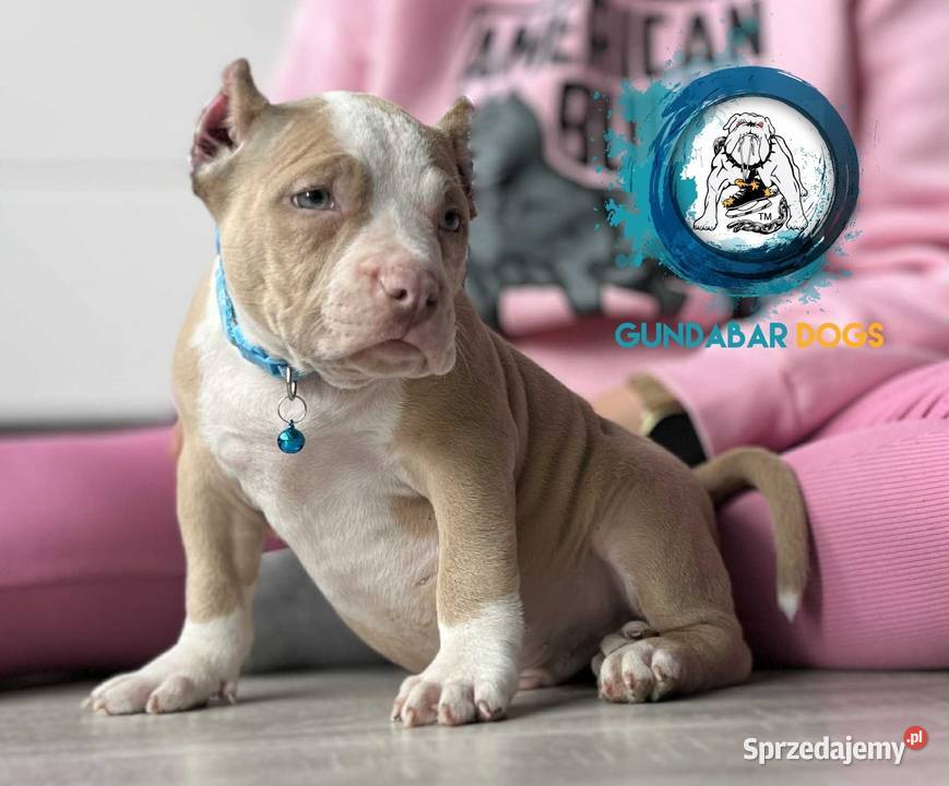 American Bully ABKC Amstaff Koło