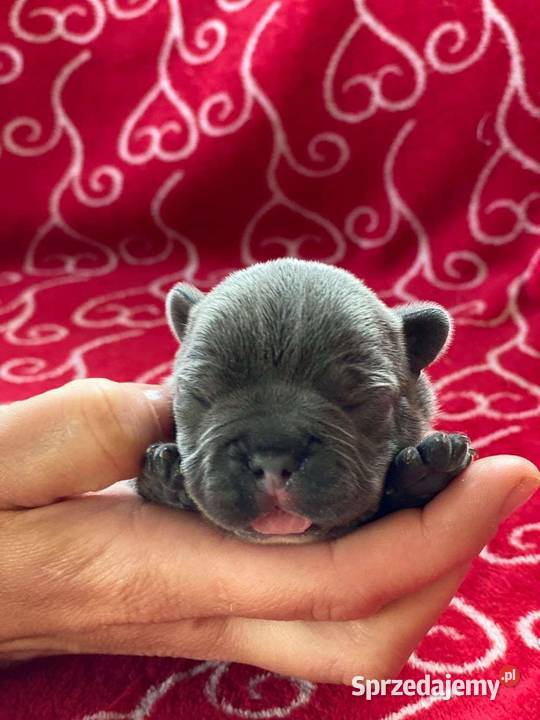 Buldog francuski blue Pomiechówek