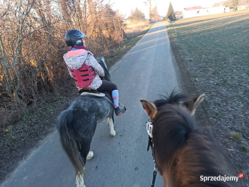 4letni Ogier Walijski Reńska Wieś