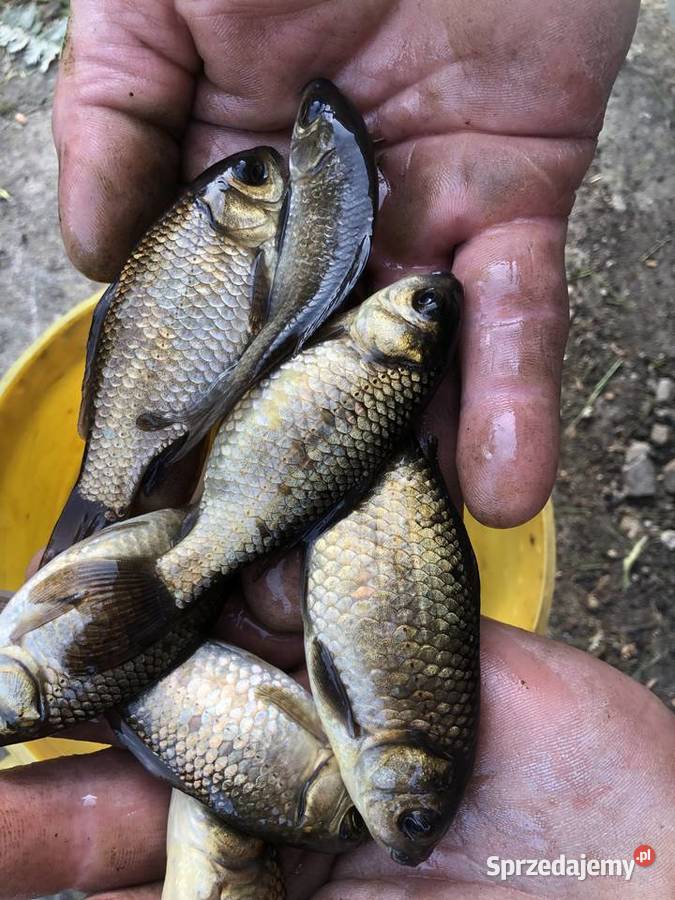 Karasie złociste Częstochowa