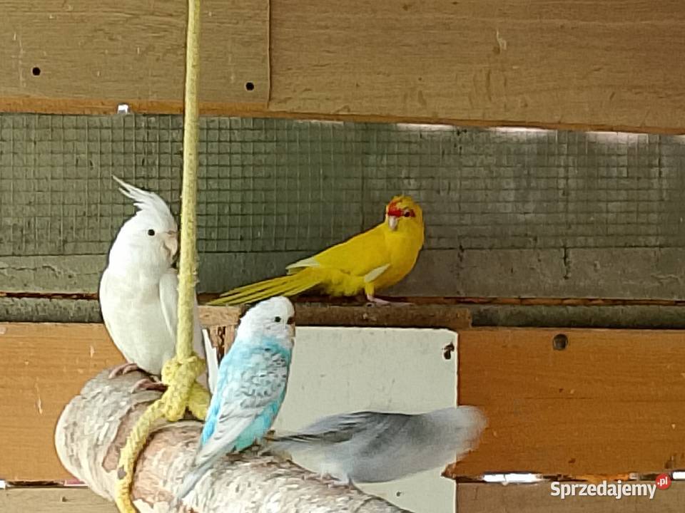 Gołąbki diamentowe