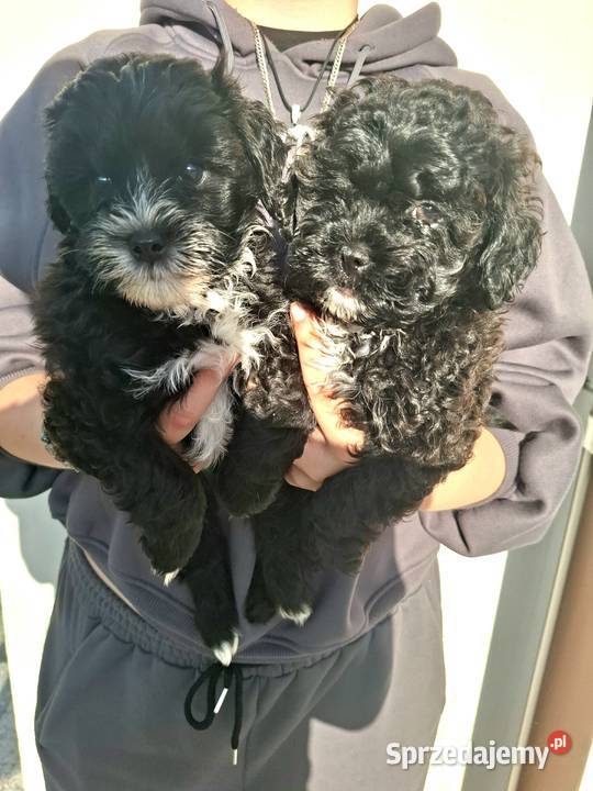 Shihpoo szczenięta mix pudel i shih tzu Maków Mazowiecki