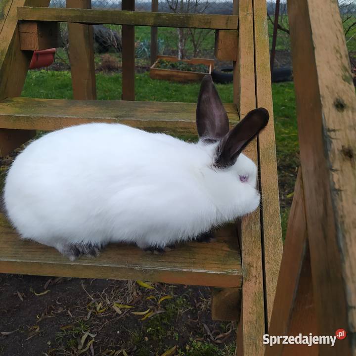 Króliki kalifornijskie sprzedam