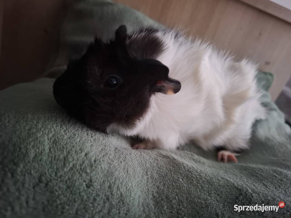 Swinki samczykimlode Żory