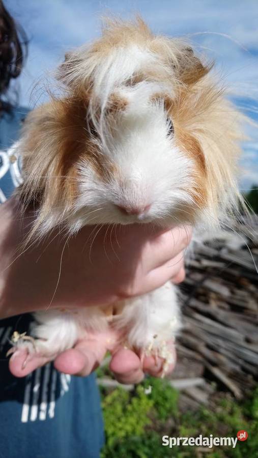 Świnki morskie rozetki Zamość