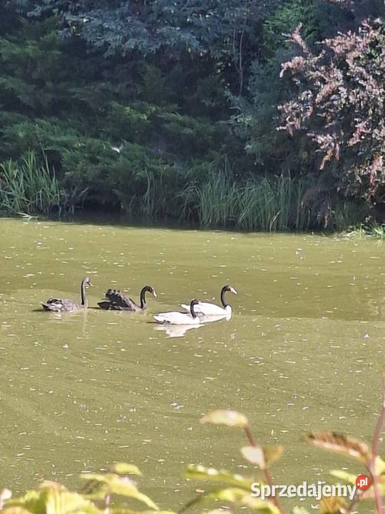 Łabędzie czarnoszyje warmińsko-mazurskie Olsztyn sprzedam