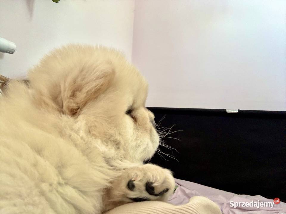 CHOW CHOW szczenięta kremowe Łódź