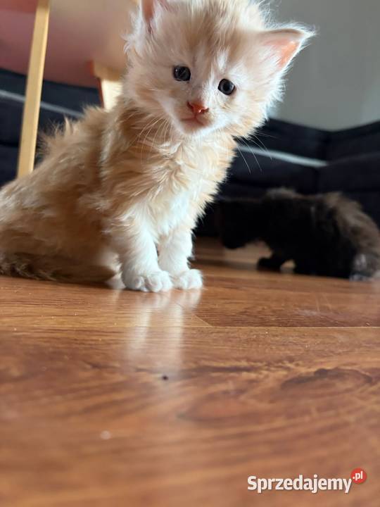 Sprzedam 2 kocurki rasy maine coon Smyczyna