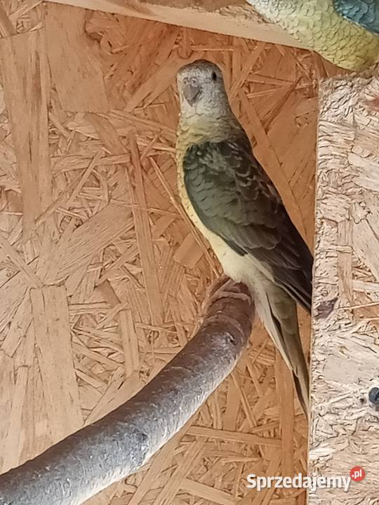 Sprzedam papugi Świergoty i Modrolotki kozy Nowa Bukówka