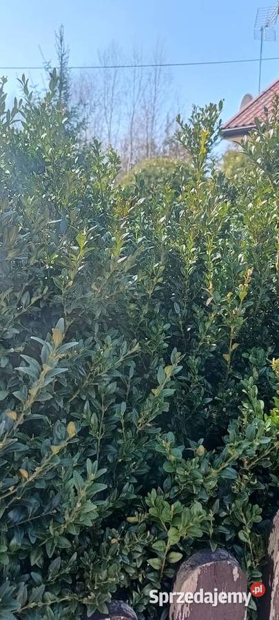 Bukszpan Świeżo cięty