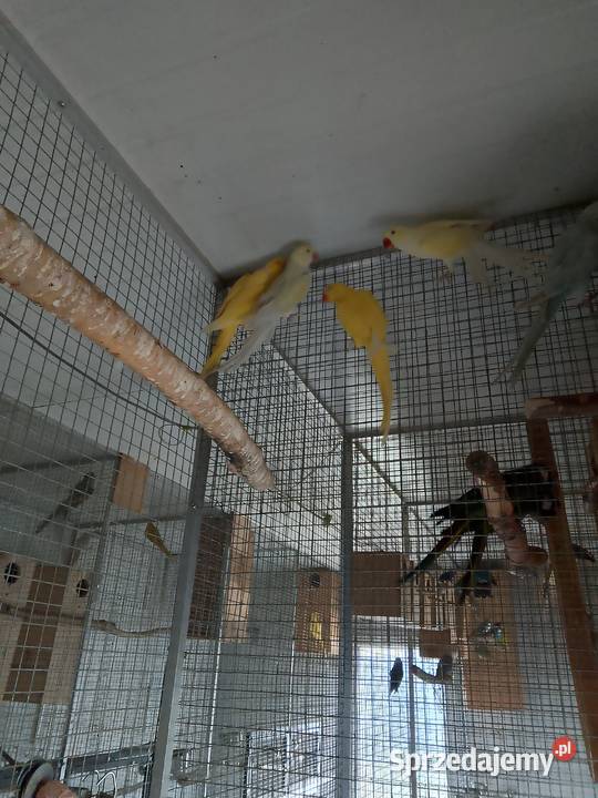 Aleksandretty obrozne Częstochowa