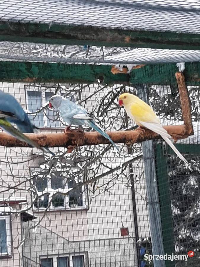 Aleksandretty obrożne różne mutacje Skała