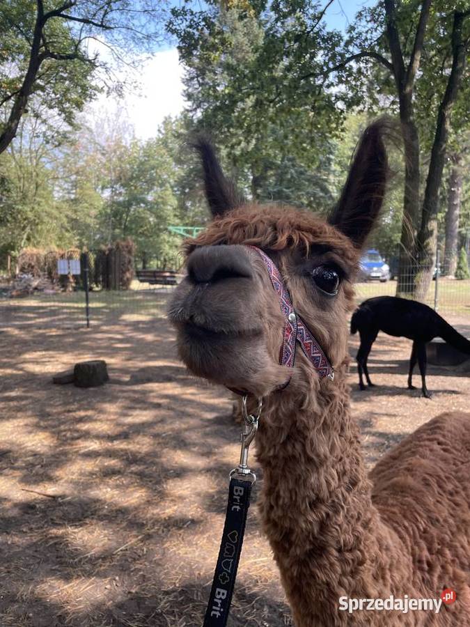 Stado 4 alpak samica i 3 samce alpaki suri Warszawa