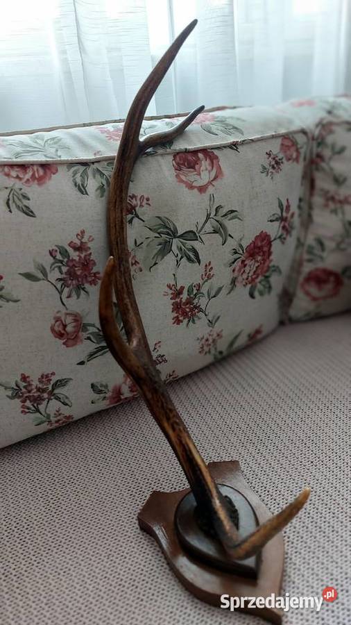 Poroże jelenia szlachetnego pojedyncze Kraków