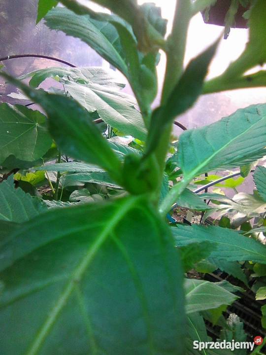 Damiana Turnera diffusa nasiona wielkopolskie Gostyń