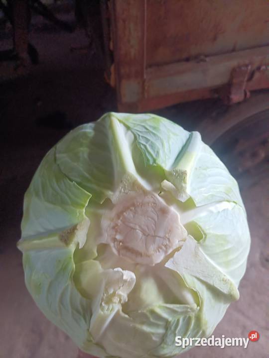 Sprzedam kapustę białą Wiślica