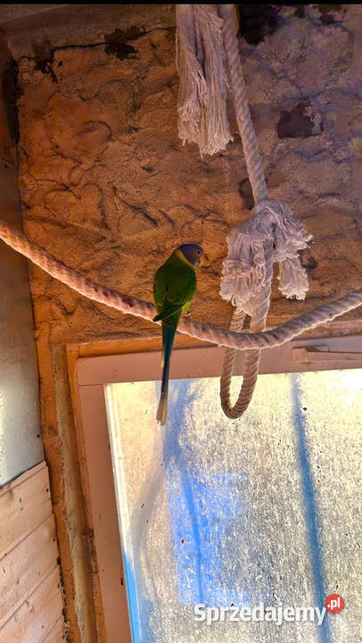 Aleksandretty aleksandretta obrożne 2025 2024 Stodólno