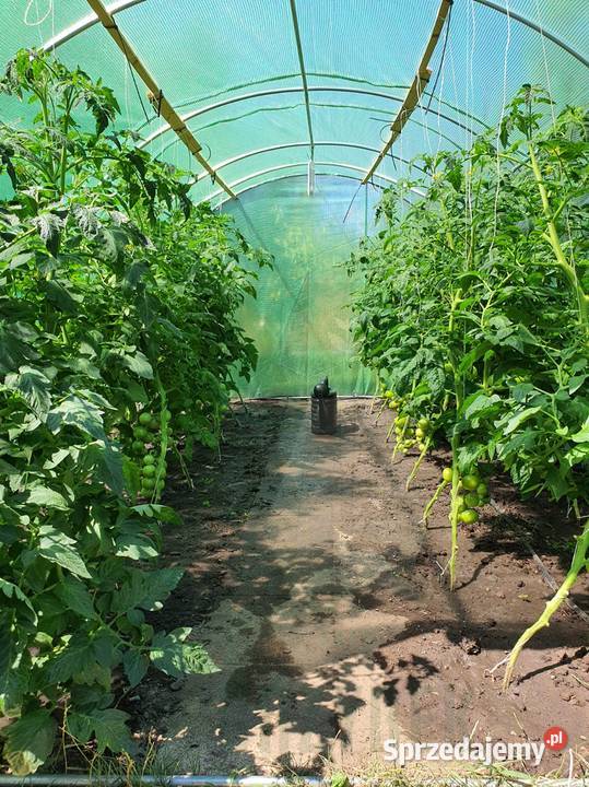 POMIDOR DELFINE rozsada sadzonka Jelenia Góra