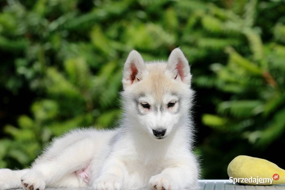 Siberian Husky ZKwP Żukowo