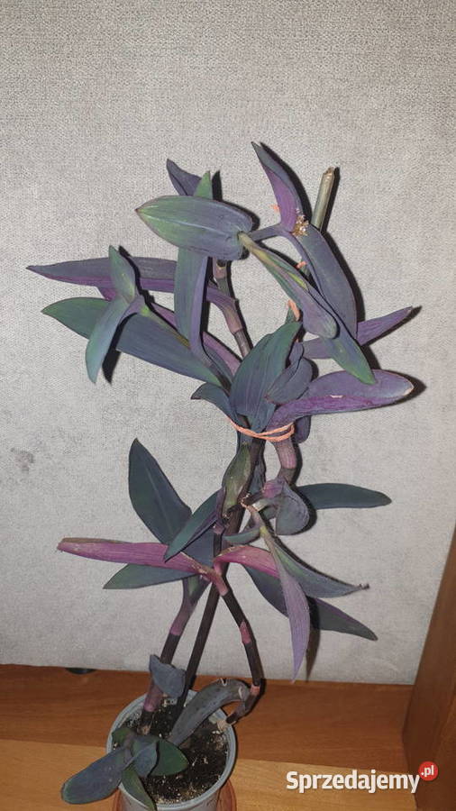 Trzykrotka setkrezja purpurowa kwiat rosnący wys mazowieckie Warszawa