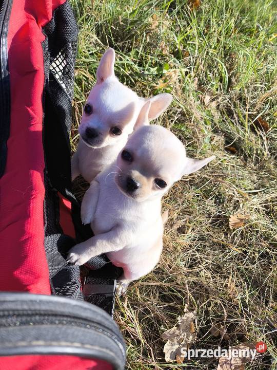 Chihuahua piesek Championach FCI Wwy Duży Dół