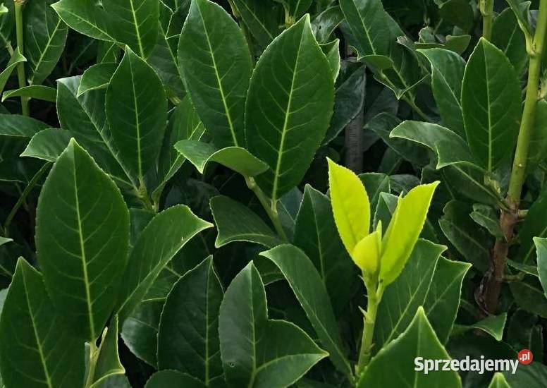 Laurowiśnia Sadzonki Novita Rotundifoliacaucasica Do 80cm Rybnik Sprzedajemypl 