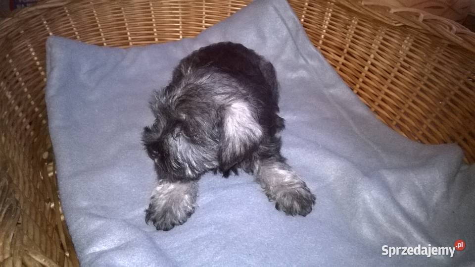 sznaucer miniaturowy szczenięta Lubień Kujawski