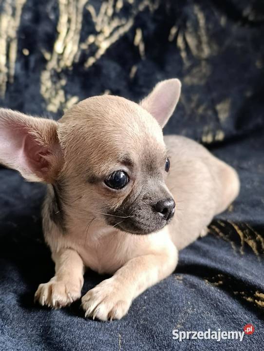 Suczka krótkowłosa chihuahua świętokrzyskie