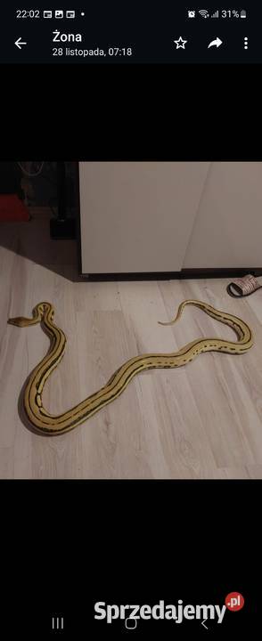 Pyton Siatkowy Samica śląskie Chybie