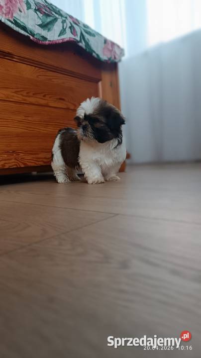 Szczeniaki shih tzu małopolskie Tarnów sprzedam