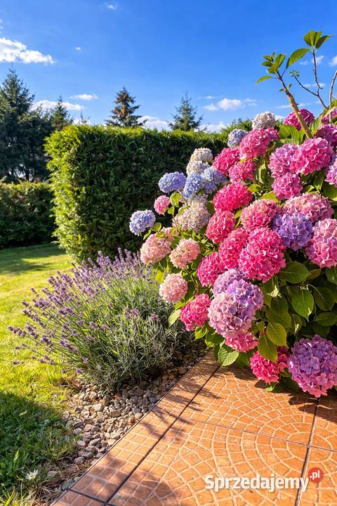 sprzedam dom morza z dużą działką Jarszewo