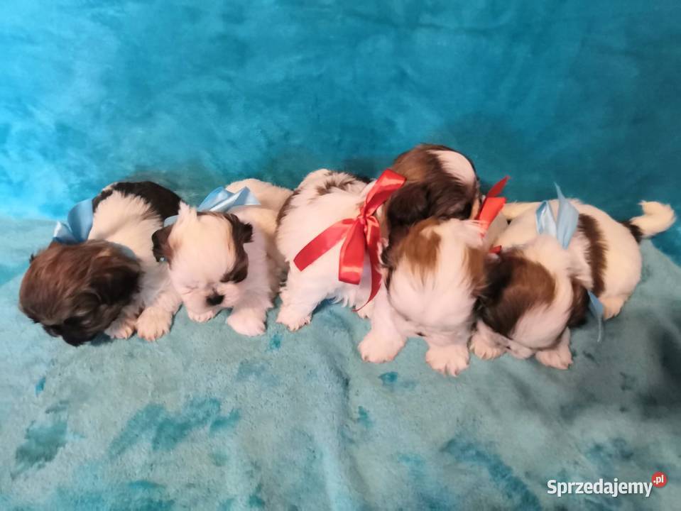 Shih tzu kujawsko-pomorskie Dusocin