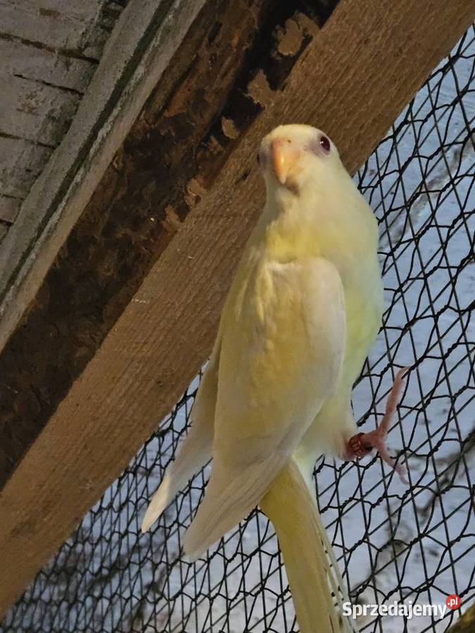 Sprzedam świergotki Koźminek