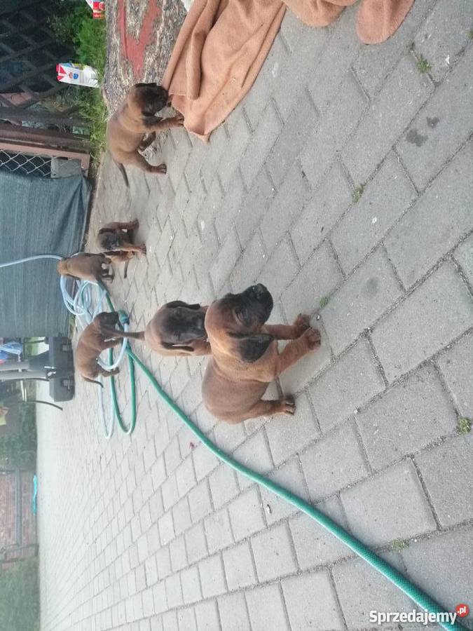 Posokowiec bawarski szczenięta Ustronie Morskie