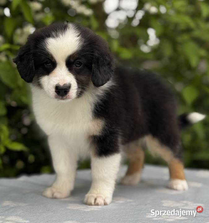 Amerykański owczarek miniaturowy MAS Mini Aussie Lubaczów