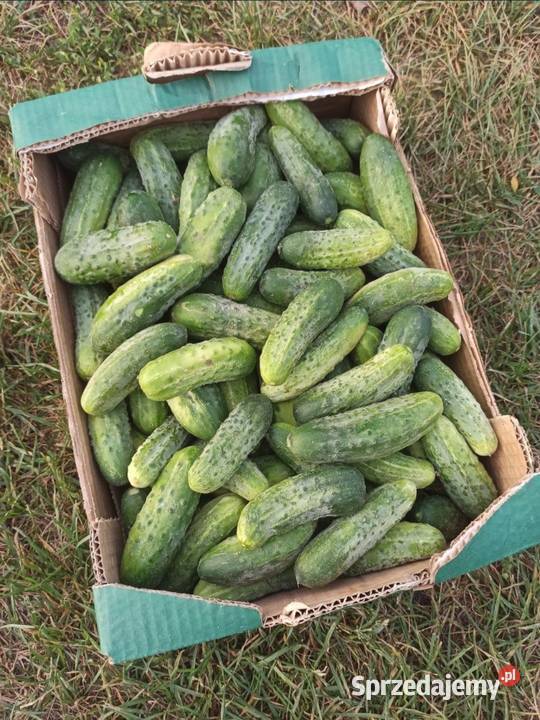 Warzywa ogórki pomidory cebula koper fasolka Kaniwola