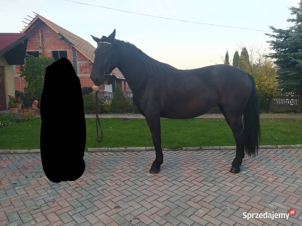 Klacz śląska źrebna Dzwonowice sprzedam