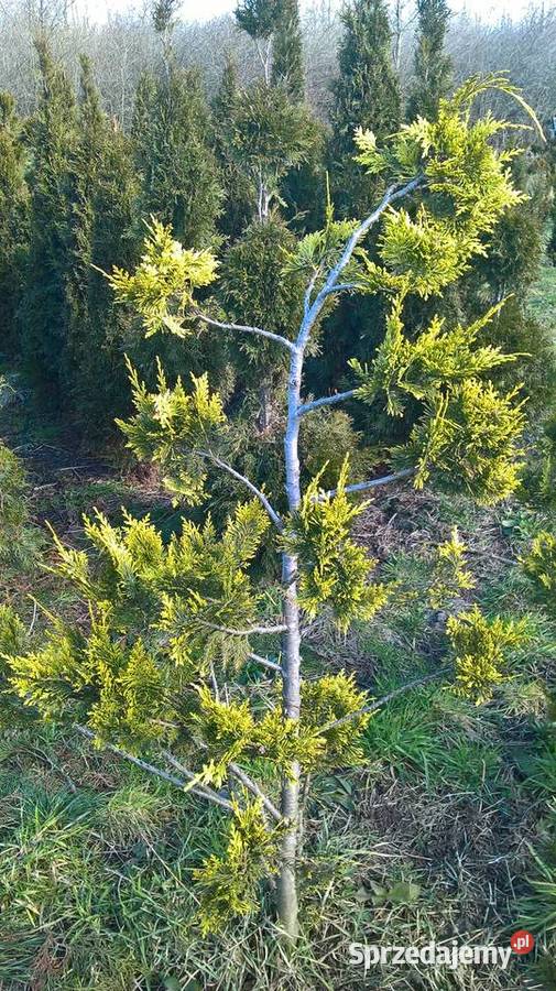 Cyprysy Formowane Bonsai Pompony Mszczonów