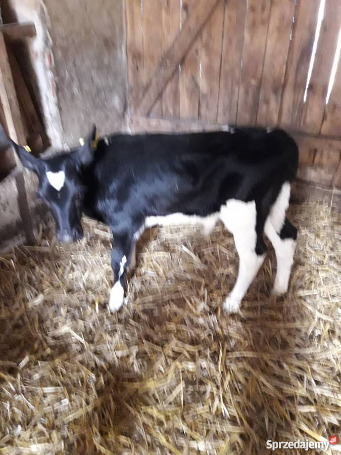 sprzedam cielaki byczki mięsne mm i ho Golub-Dobrzyń sprzedam