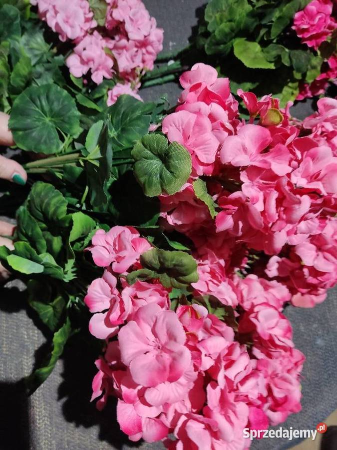 Pelargonie sztuczne żywe Ropczyce