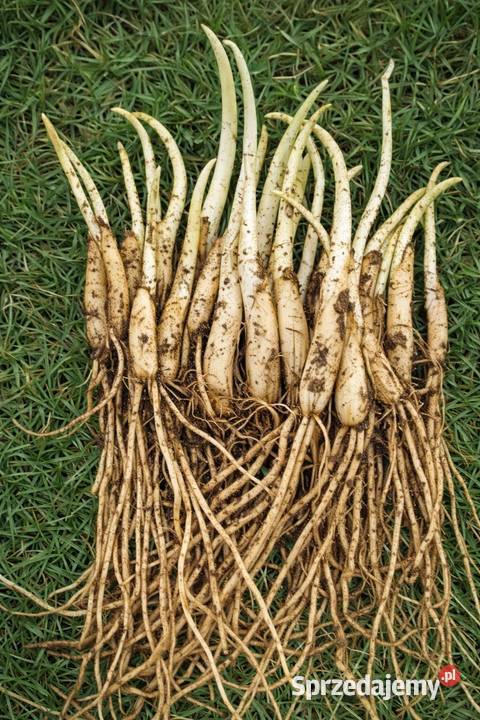 Czosnek niedźwiedzi cebulki sadzonki 100 sztuk Bytom