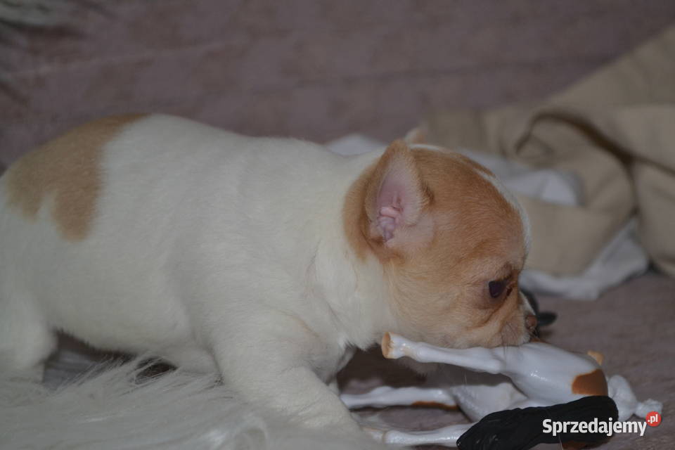 Maleńka królewna Chihuahua krótkowłosa szuka Psy Warszawa