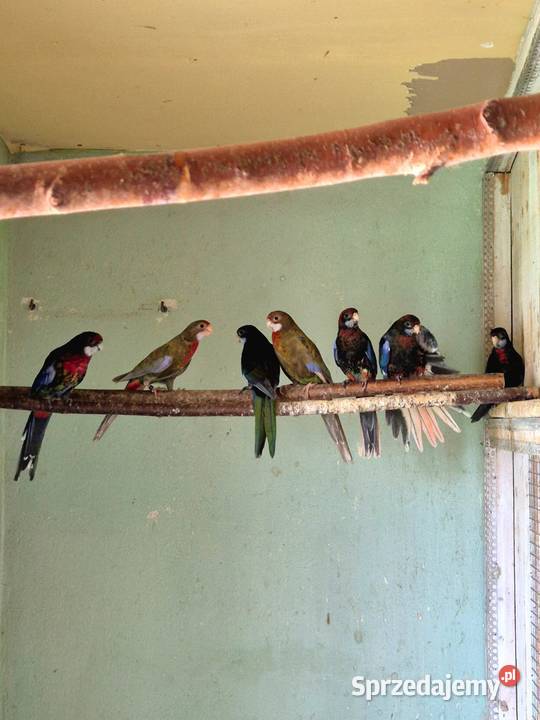 Rozelle Białolice Czarne tegoroczne podkarpackie Sędziszów Małopolski