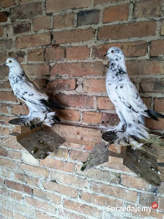 Garlacze pomorskie wielkopolskie Lubiechowo