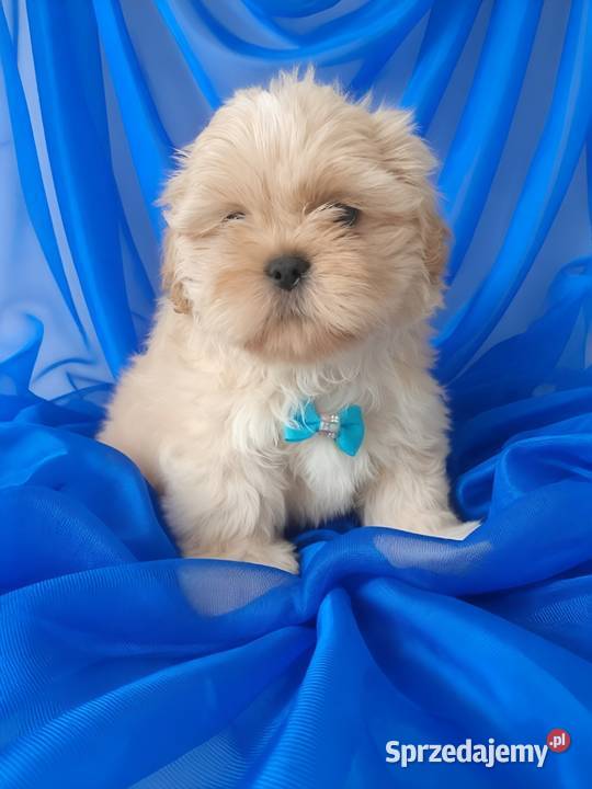 Piękny piesek shih tzu szuka domku Ostrzeszów