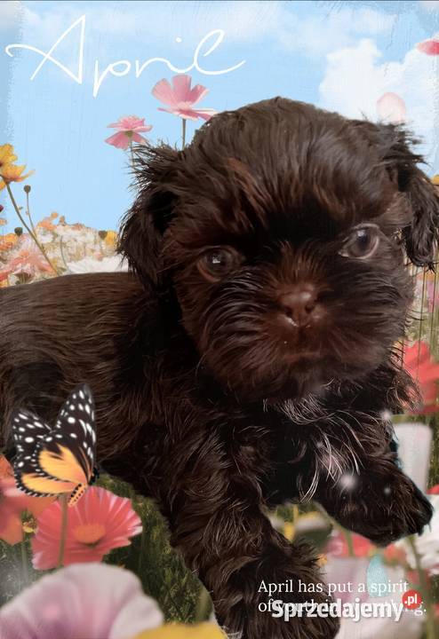 Do odbioru czekoladowy piesek rasy ShihTzu Namysłów