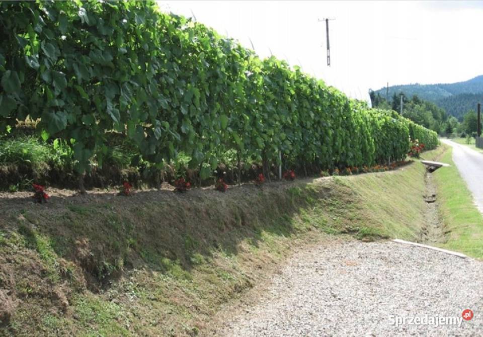 Winogrona sadzonki jasny duży winogron Alieksa Rośliny sprzedam