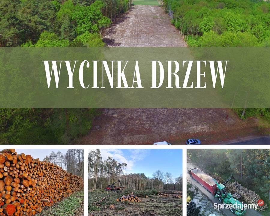 Przygotowanie terenu inwestycji Wycinka drzew Karczowanie i usuwanie drzew Zielona Góra