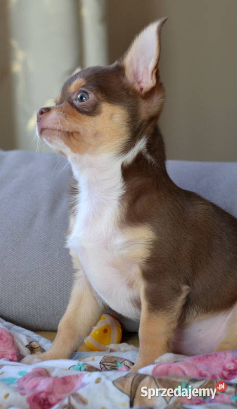 CHIHUAHUA PIĘKNY CZEKOLADOWYTAN PIESEK mazowieckie Warszawa